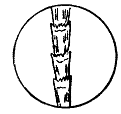 毛の顕微鏡下の図