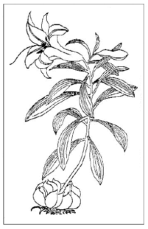 「百合(『植物名実図考』)シナシロユリ一名白雪ユリ(Lillium sp.)」のキャプション付きの図